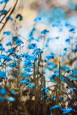 Beautiful blue flowers in a meadow on a sunny spring day
