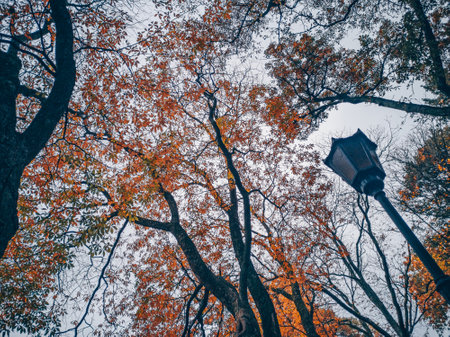 Autumn park with a lots of trees in Polandの写真素材