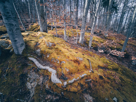 Trail to Chojnik Castle - Sudety Mountains - Polandの写真素材