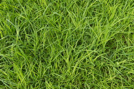 Uncut green lawn / grass.の写真素材