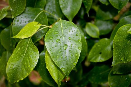 Wet and green young leavesの写真素材
