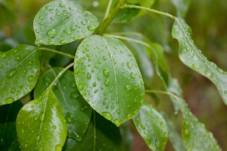 Wet green and fresh leaves の写真素材