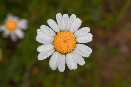 Marguerite on a rainy dayの写真素材
