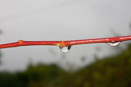 Wet sprig on a rainy dayの写真素材