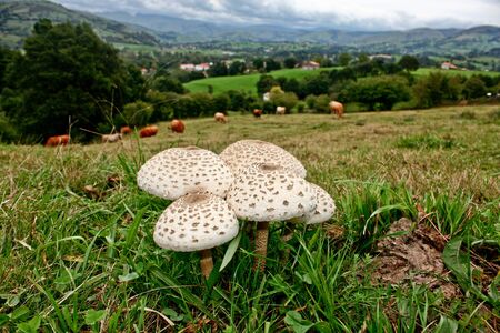 Landscape with mushrooms and cattleの写真素材