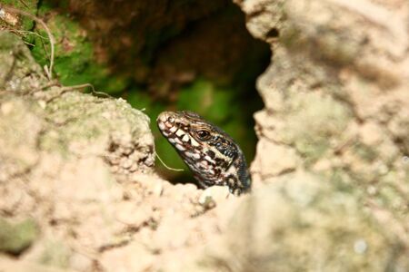 Biding my timeの写真素材