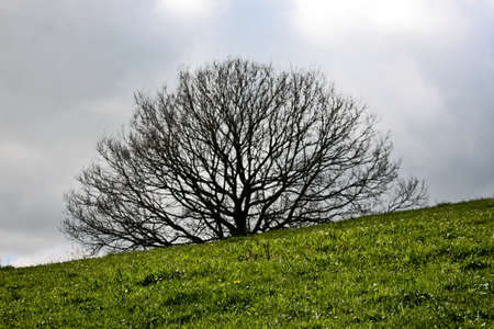 An oak arisesの写真素材