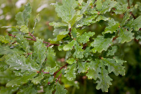 Wet oak leavesの写真素材