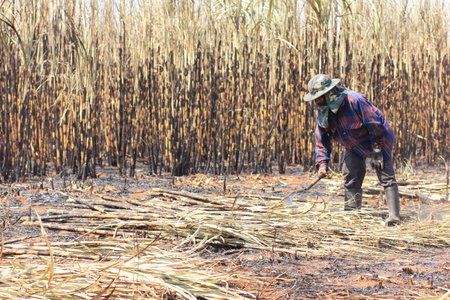 The worker is harvesting the sugarcaneのeditorial素材