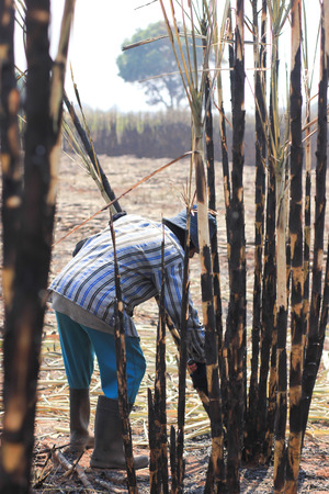 The workers are harvesting the sugarcaneの写真素材