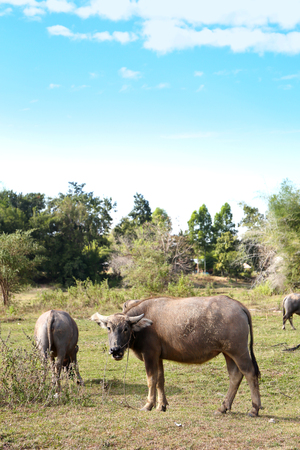 Asia Buffalo Group In Countryside Field Of Thailandの写真素材