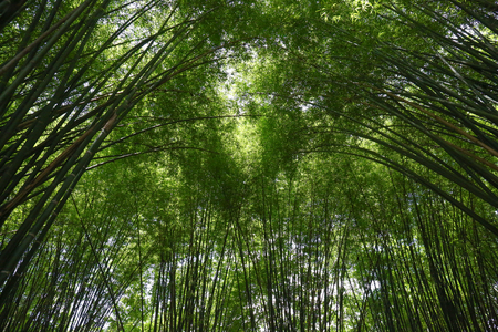 The Bamboo Forest of Thailandの写真素材
