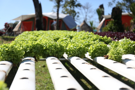 Flowing water systems, lettuce does well as a hydroponic vegetable.の写真素材