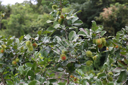 The rambutan is a medium-sized tropical tree in the family Sapindaceae. The name also refers to the...