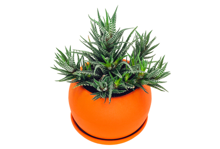 Succulent : Haworthia fasciata variegata in the orange pot. Isolated on a white background.の写真素材