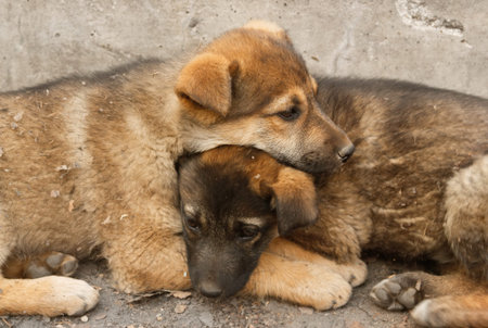 Two sad homeless puppy lying in the arms to keep warm on the cold ground. Soft focus
