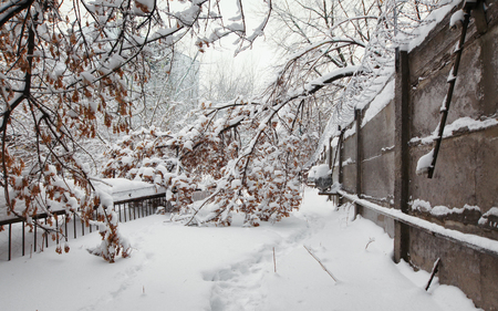 Fallen tree in the snow from the security perimeterの写真素材