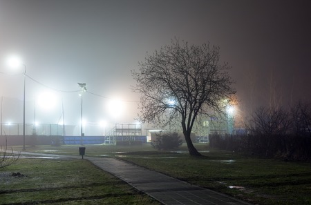 Silhouette of a tree without foliage against a background of fog in an urban parkの写真素材