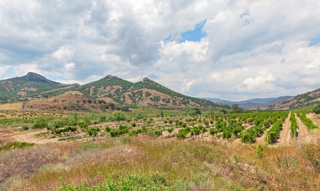 The rows of the vineyard on a background of mountains of the Crimea Peninsulaの写真素材