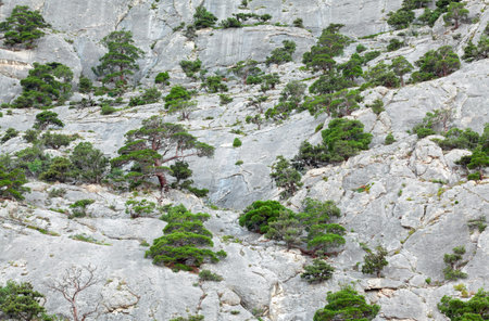 Mountain wall growing on her juniper treesの写真素材