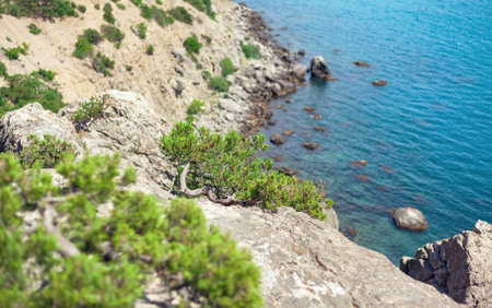 Juniper tree growing on a rocky beach. Focus on the tree.の写真素材