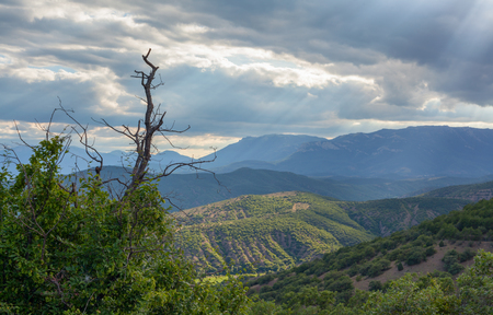 Dead tree on the background of a sunlit hill cloudy weather. Focus on the treeの写真素材