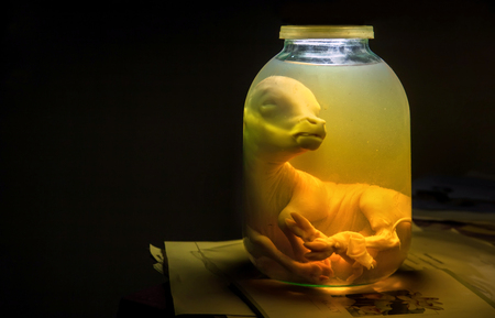 Calf embryo in glass jar with formalin. Veterinary preparationの写真素材