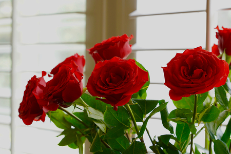 Beautiful of rose flower, Valentineの写真素材