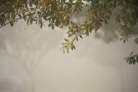 Morning winter season and the dim fog, Blurred in the fog.の写真素材
