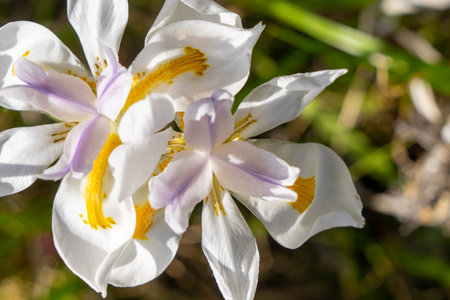 African white Iris natural flower
