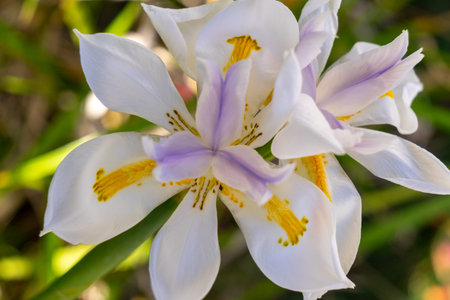 African white Iris natural flower