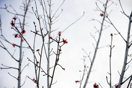Red flowers on the branches of a tree against the sky. Spring background.の写真素材