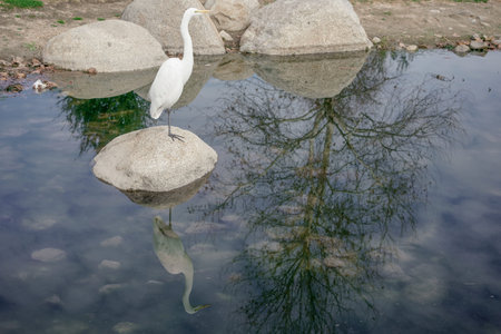 White egret and heron are standing on a stone in the water