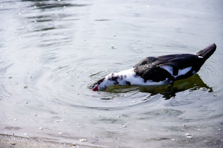 A black and white muscovy duck swims in the lake.の写真素材