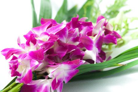 isolated orchid on white backgroundの写真素材