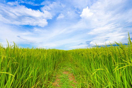 young rice soon will be ready to harvestの写真素材