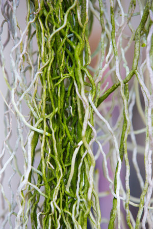 white and green orchid roots shooting at day timeの写真素材