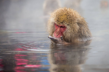 japnanese snow monkey shooting in winterの写真素材