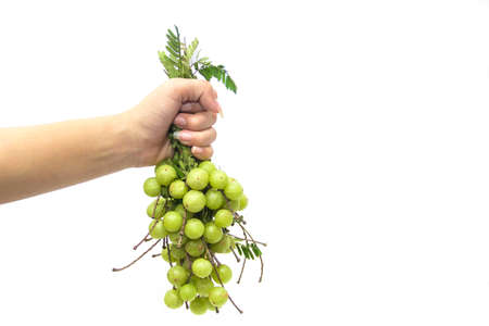 Hold Fresh Indian Gooseberry Sour bunch isolateの写真素材