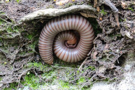 Millipede at Pa Hin Ngam National Park in Thailandの写真素材