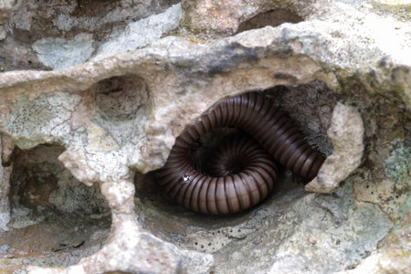 Millipede living in the rock at Pa Hin Ngam National Park,Thailand