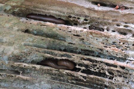 Millipede living in the rock at Pa Hin Ngam National Park,Thailandの写真素材