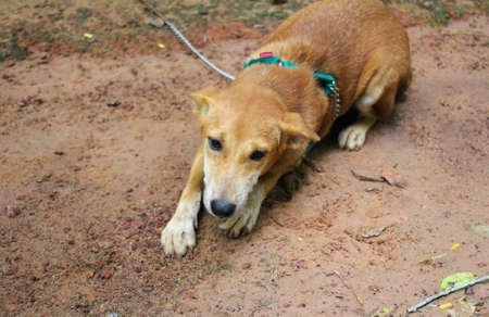 My dog.の写真素材