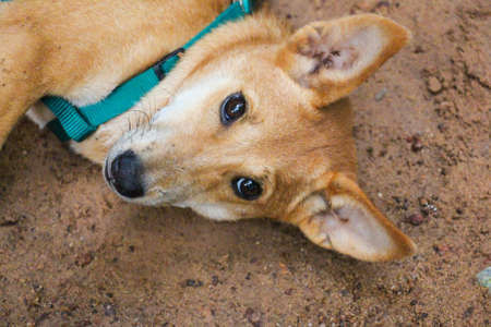 My dog.の写真素材