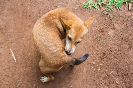 My dog.の写真素材