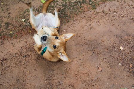 My dog.の写真素材