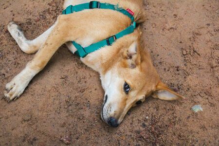 My dog.の写真素材