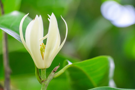 White Champaka is booming on tree.の写真素材