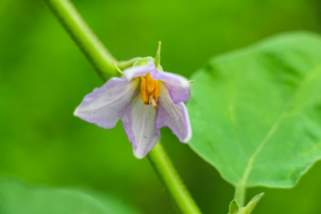 Eggplant flower on tree.の写真素材