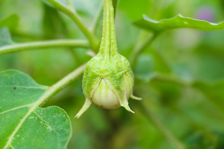 Eggplant on tree.の写真素材